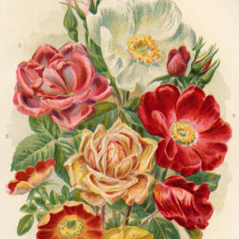 Free vintage roses clip art