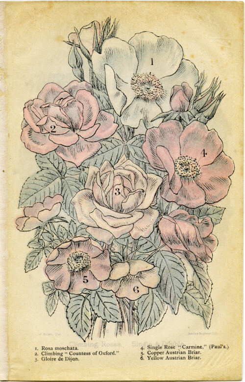 Free Vintage Roses Clip Art