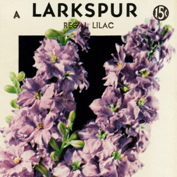 Free vintage clip art larkspur seed packet F Lagomarsino and Sons