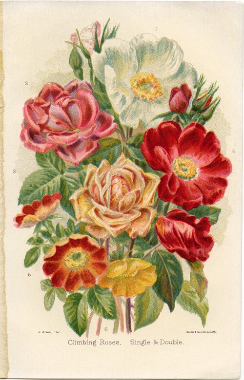 Free Vintage Roses Clip Art