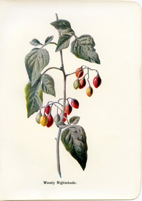 Free vintage clip art woody nightshade botanical illustration