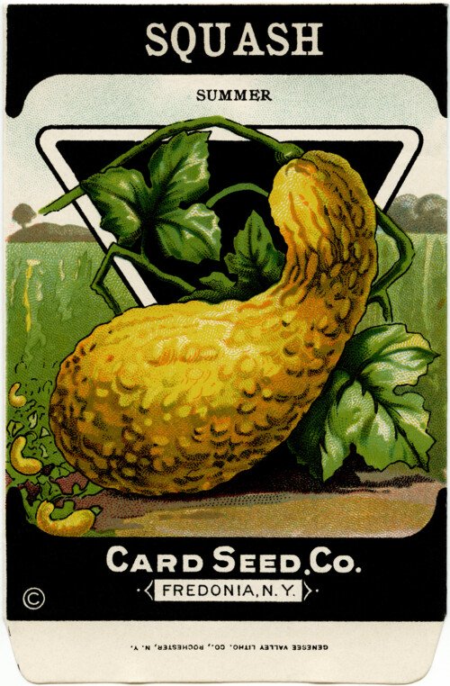 Free vintage clip art squash seed packet