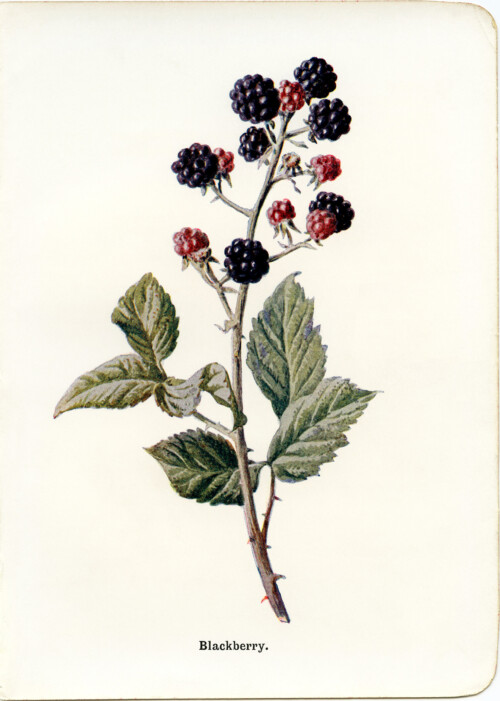 blackberry vintage botanical illustration free clip art
