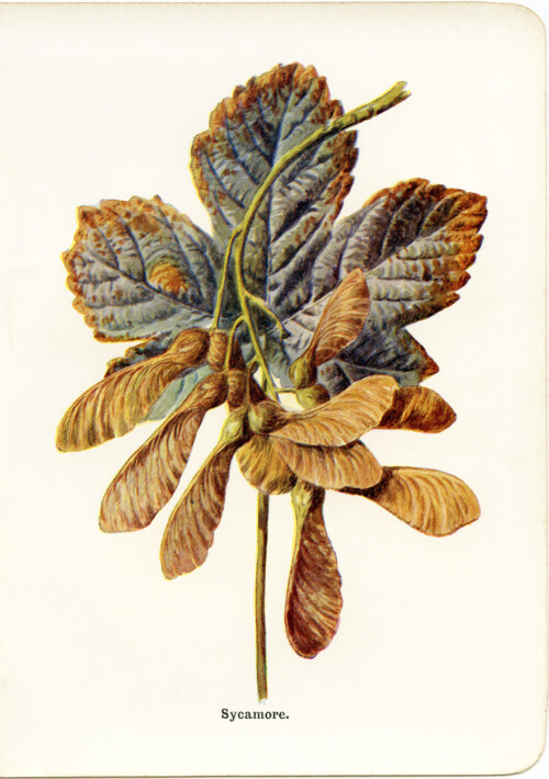 sycamore vintage botanical illustration free clip art