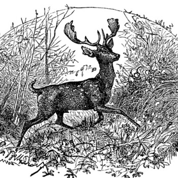 free vintage printable black and white deer illustration