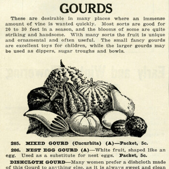 vintage gourd clip art illustration