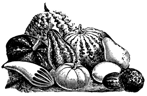 vintage gourd clip art illustration