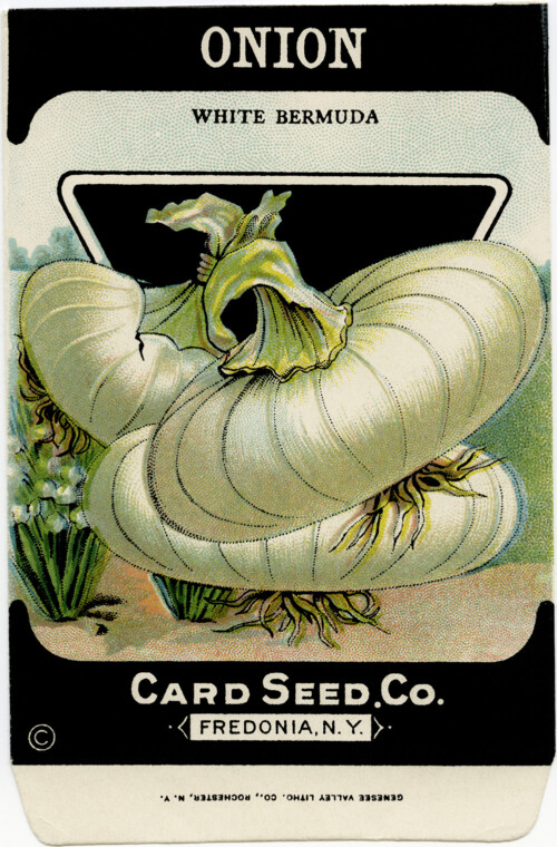 Card Seed Co onion seed packet free vintage clip art