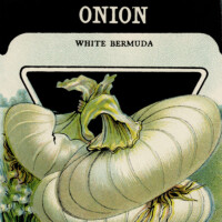 Card Seed Co onion seed packet free vintage clip art