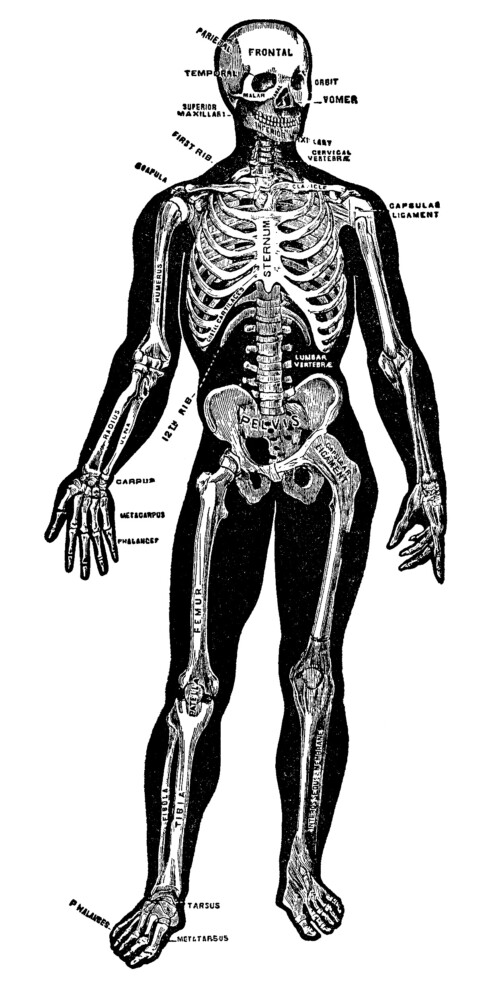 Here is a black and white clip art version of the skeleton.