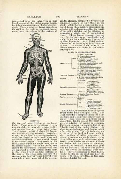 vintage aged book page skeleton free clip art