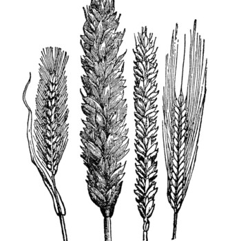 Free vintage clip art engraving of wheat