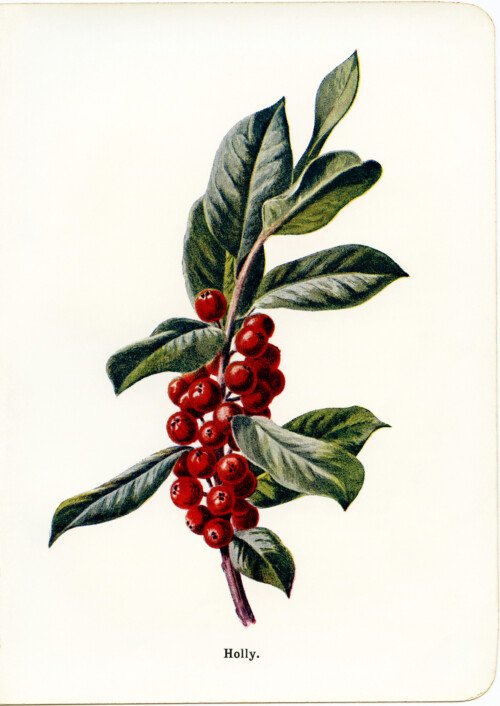 vintage holly and berries botanical illustration free clip art