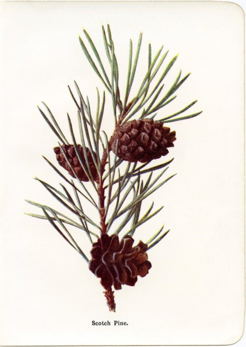 vintage pine needles and cones botanical illustration free clip art