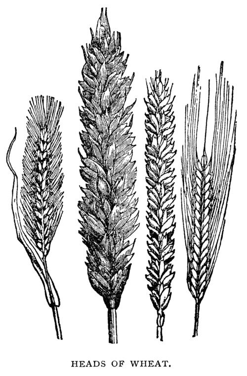 Free vintage clip art engraving of wheat