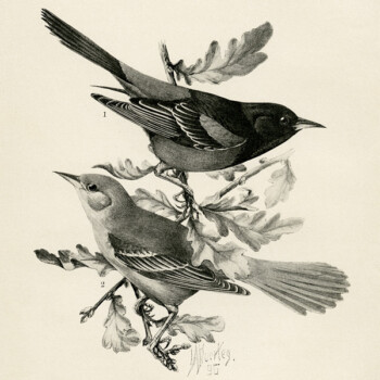 Free vintage printable orchard oriole bird illustration