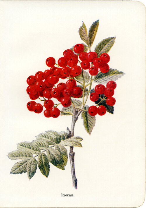 free vintage botanical clip art rowan