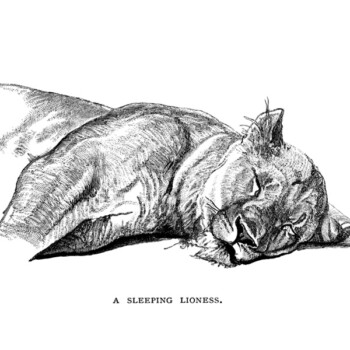 free vintage clip art sleeping lioness