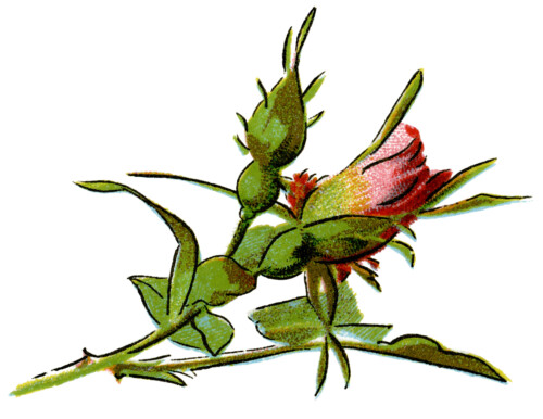 free vintage rose clip art illustration