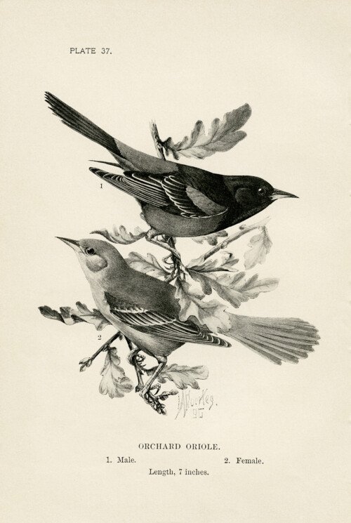 Free vintage printable orchard oriole bird illustration