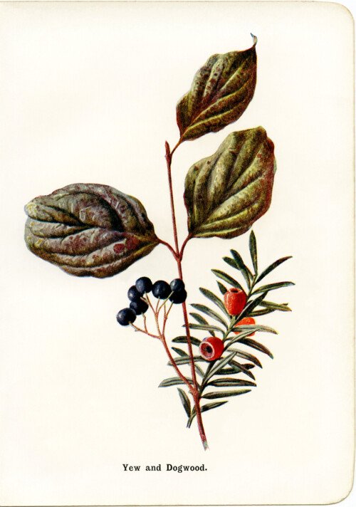 free vintage botanical clip art yew and dogwood