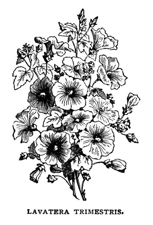 Free vintage bouquet of flowers black white clip art illustration