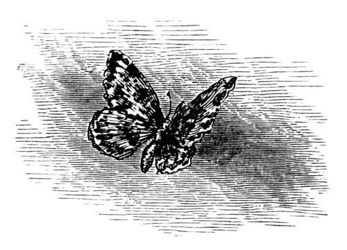 Free vintage printable butterfly clip art illustration