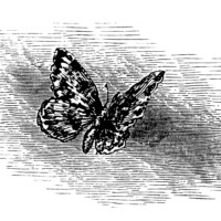 Free vintage printable butterfly black white clip art illustration