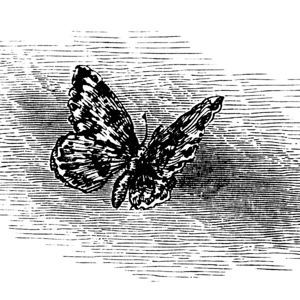 Free vintage printable butterfly black white clip art illustration