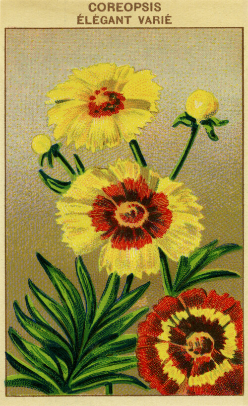 Free vintage French seed packet flower label