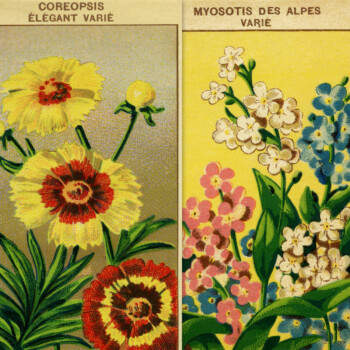 Free vintage French seed packet flower label