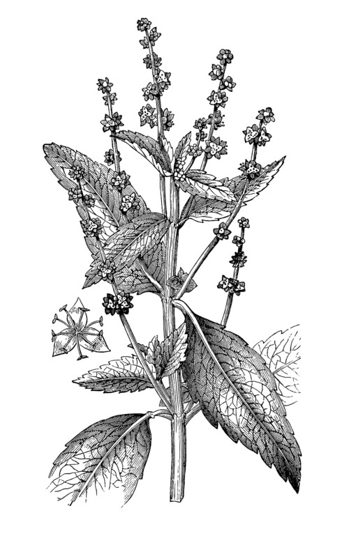 Free vintage botanical illustration annual dogs mercury plant