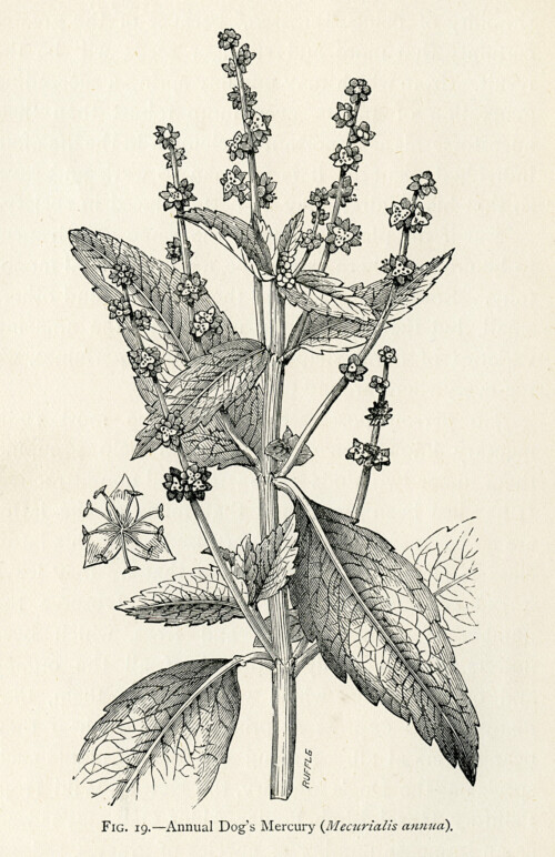 Free vintage botanical illustration annual dogs mercury plant