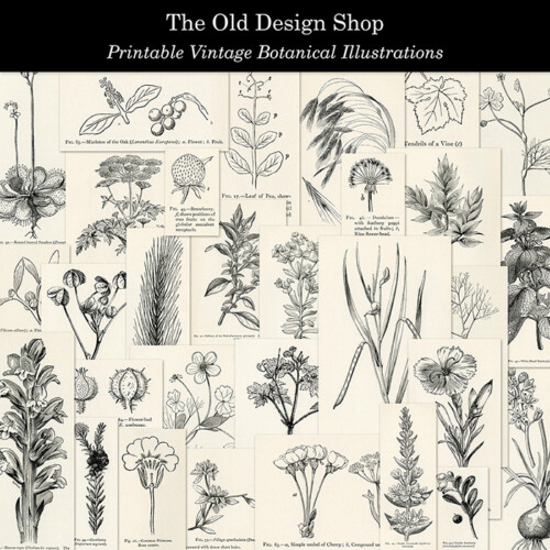 Botanical illustrations digital download preview