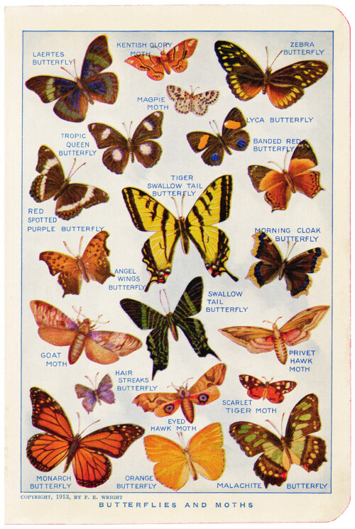 Free vintage butterflies and moths illustrated book page