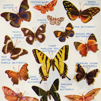 Free vintage butterflies and moths illustrated book page