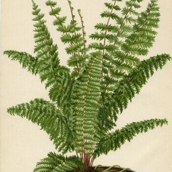 Free vintage fern illustration