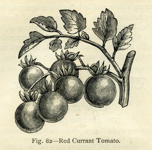 Free vintage garden illustration red currant tomato