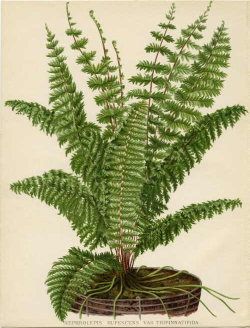 Free vintage fern illustration