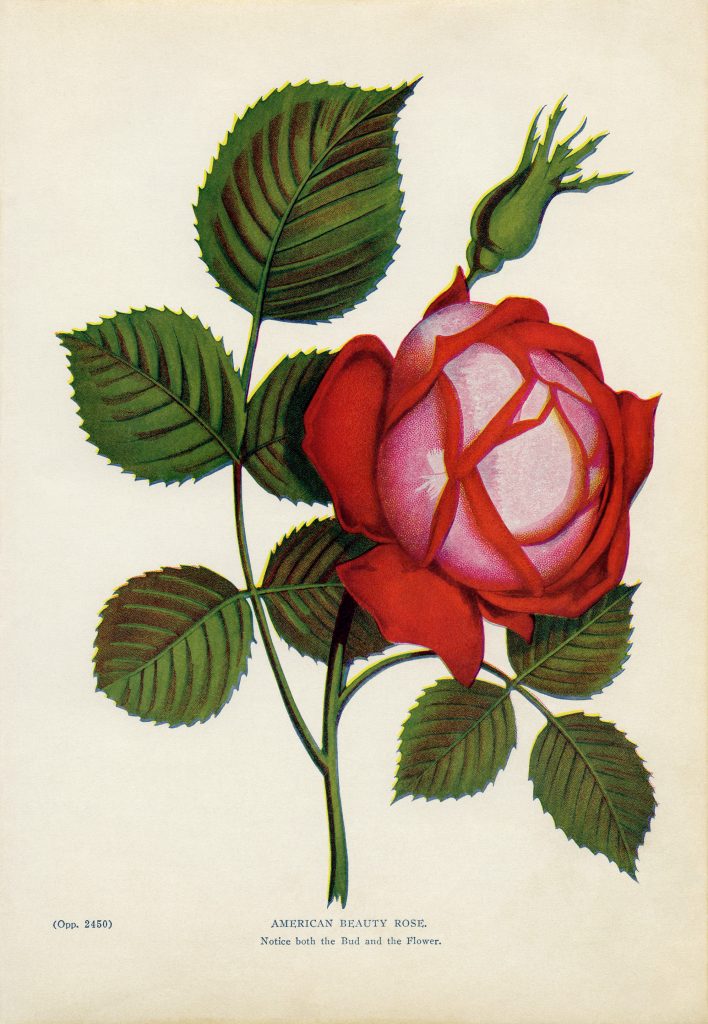 Free vintage red rose clip art illustration