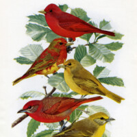 Free vintage printable bird illustration
