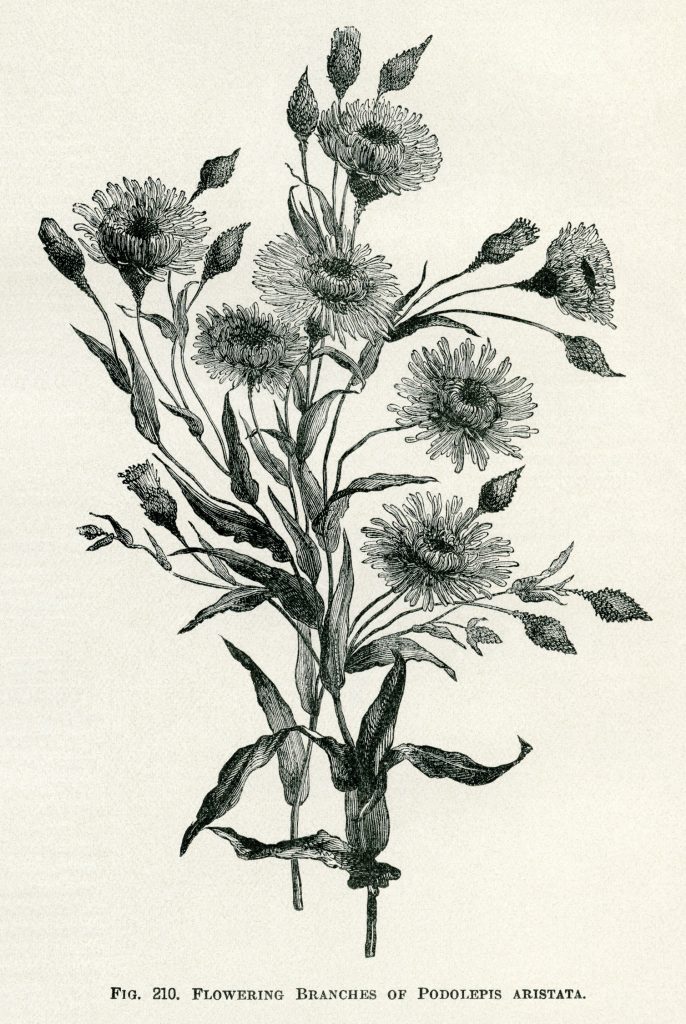 Vintage Botanical Illustrations Free Printables