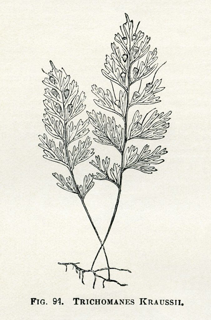 Vintage Botanical Illustrations Free Printables
