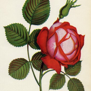 Free vintage red rose clip art illustration
