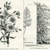 Vintage Botanical Illustrations Free Printables