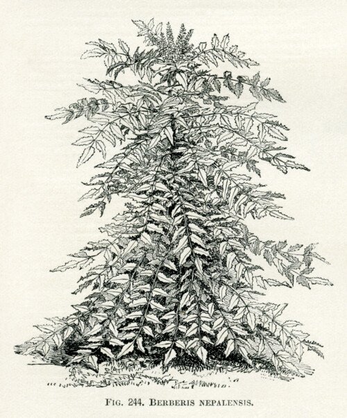 Vintage Botanical Illustrations Free Printables