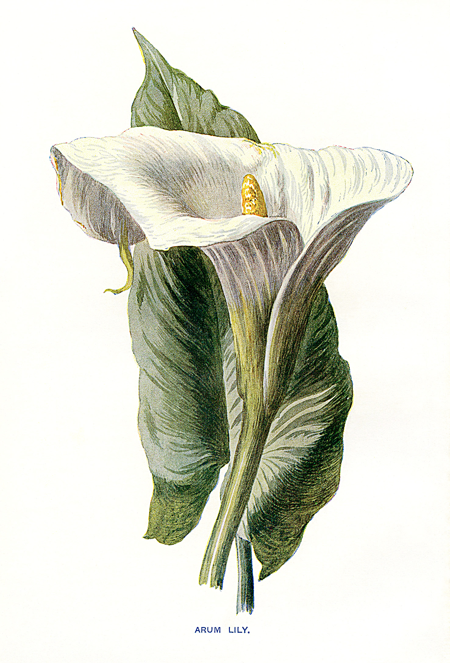 free vintage botanical flower lily illustration