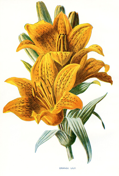 free vintage botanical flower lily illustration