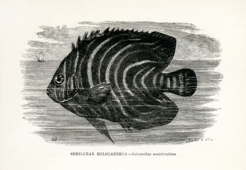 vintage sea creature fish clip art illustration