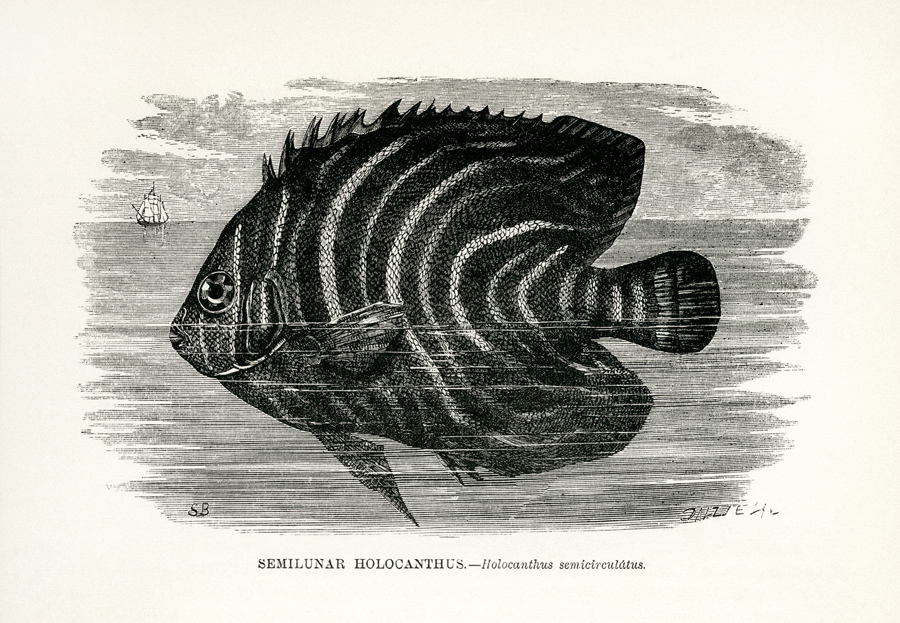 vintage sea creature fish clip art illustration